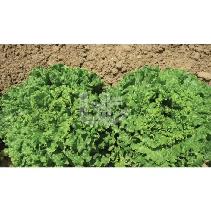 BT İvanka Kıvırcık Marul Tohumu 10 Gr