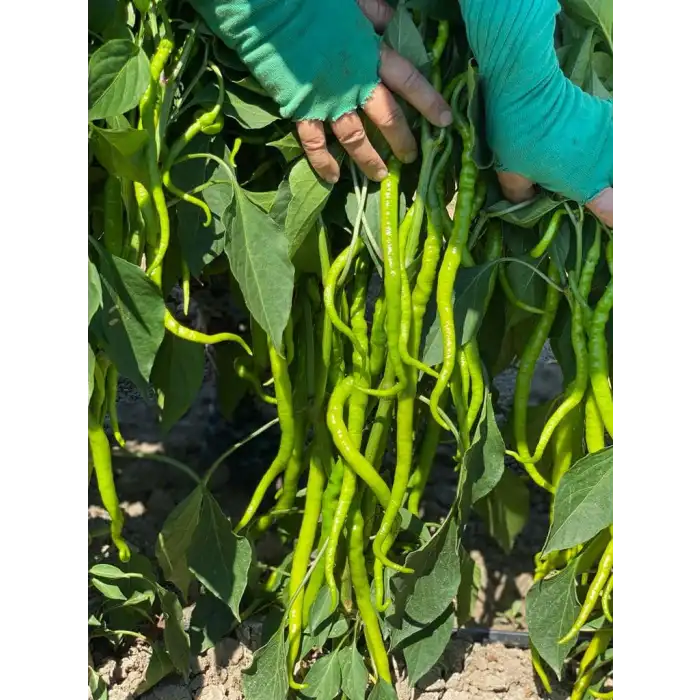 BT Nilsu F1 Tatlı Kıl Biber Fidesi