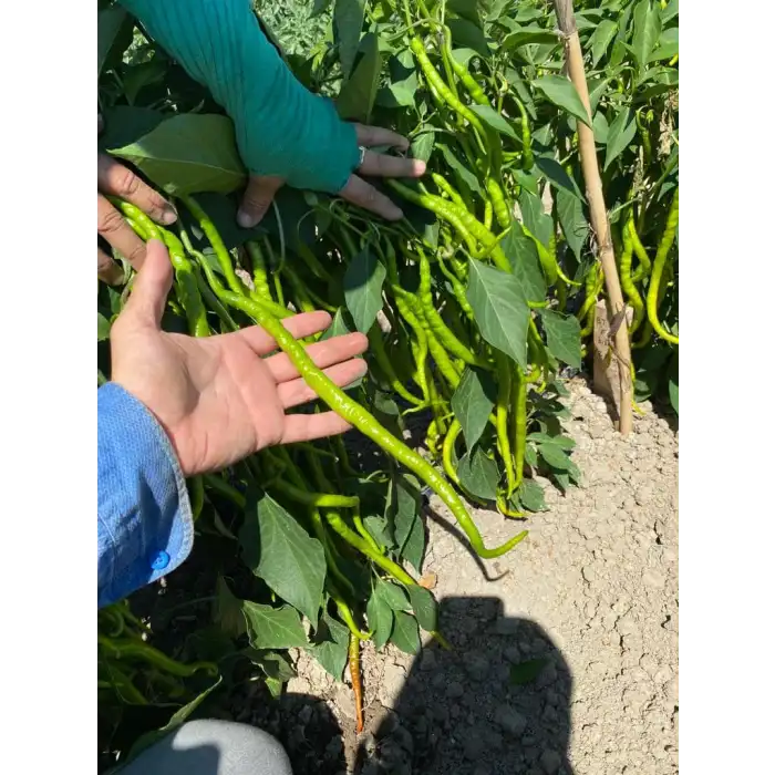 BT Nilsu F1 Tatlı Kıl Biber Fidesi