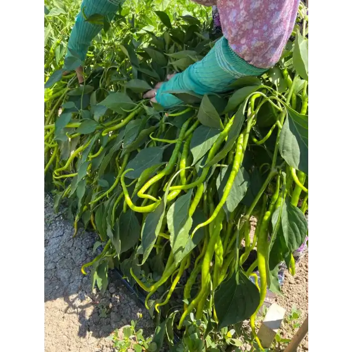 BT Nilsu F1 Tatlı Kıl Biber Fidesi