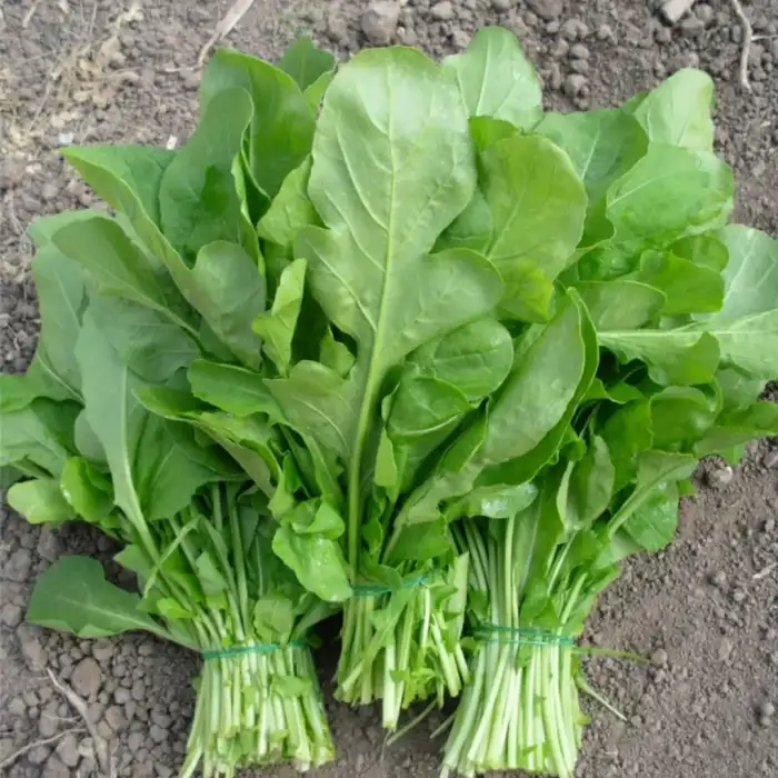 BT Roka Tohumu 25 gr