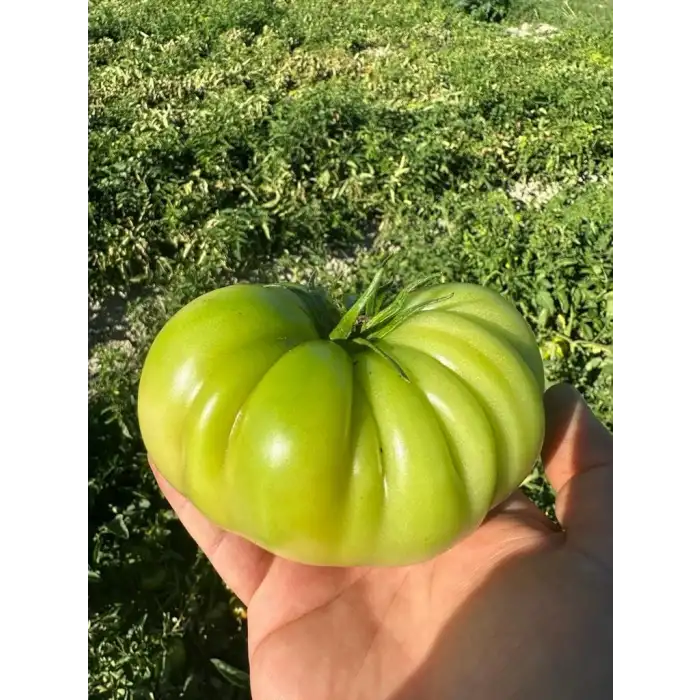 BT Taşkın F1 Köy Tipi Domates Fidesi