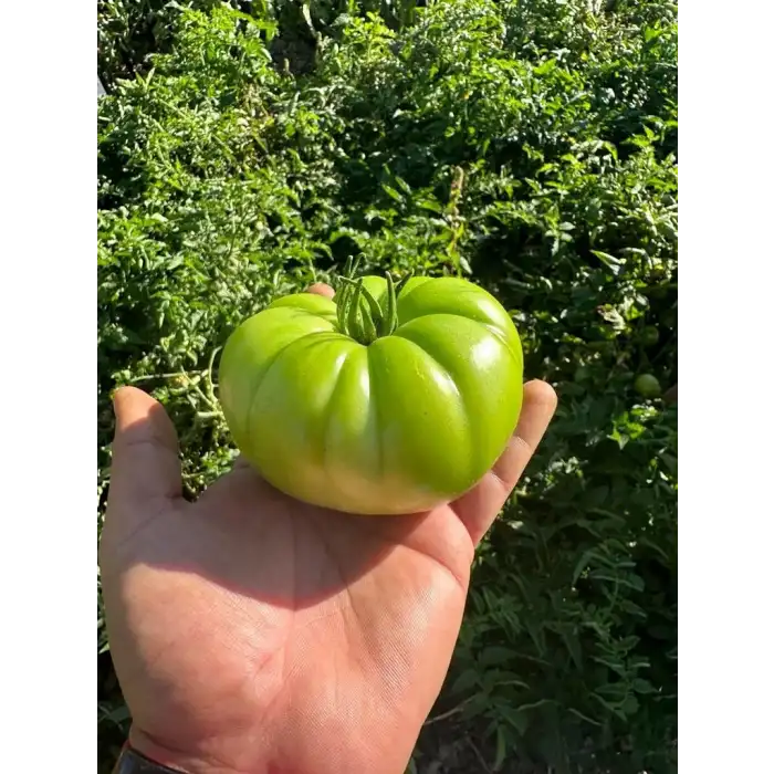 BT Taşkın F1 Köy Tipi Domates Fidesi