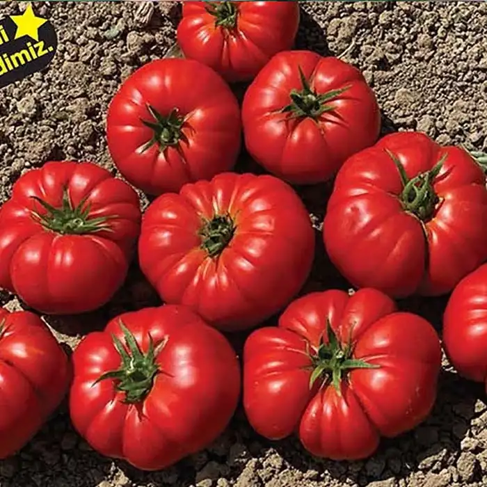 BT Taşkın F1 Köy Tipi Domates Fidesi