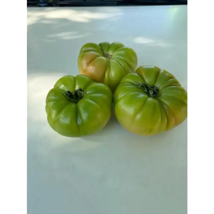 BT Taşkın F1 Köy Tipi Domates Fidesi