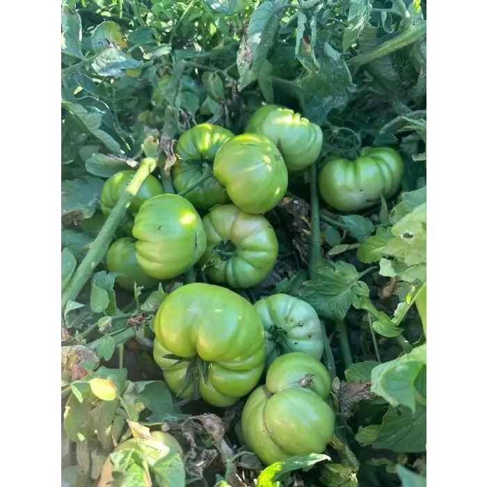 BT Taşkın F1 Köy Tipi Domates Fidesi