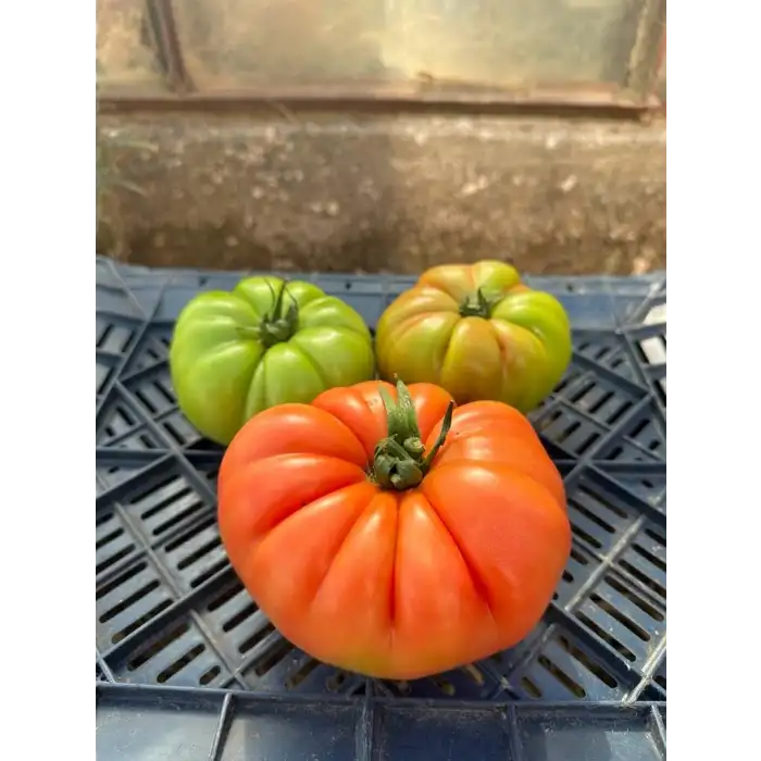 BT Taşkın F1 Köy Tipi Domates Fidesi