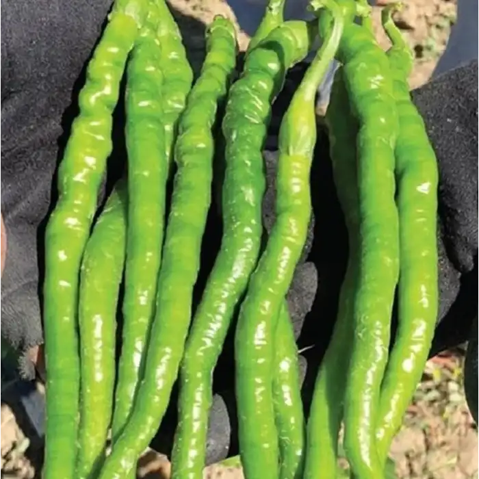 BT Ünsal F1 Acı Kıl Biber Fidesi