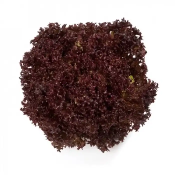 Carmesi RZ Lolo Rosso Marul Tohumu 5.000 Adet