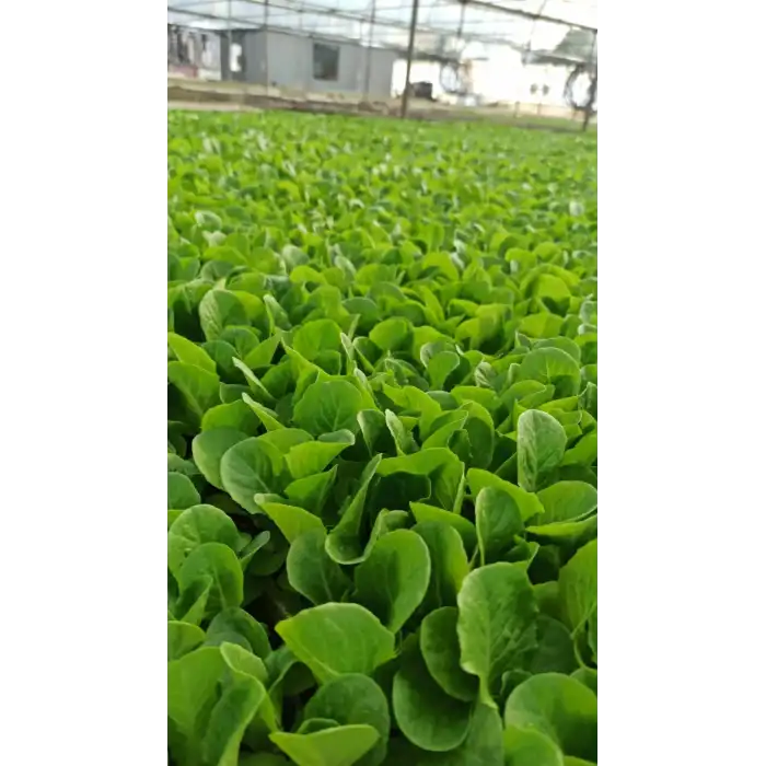 Cospirina Yedikule Marul Fidesi