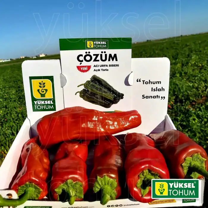 Çözüm F1 Acı Üçburun Biber Fidesi
