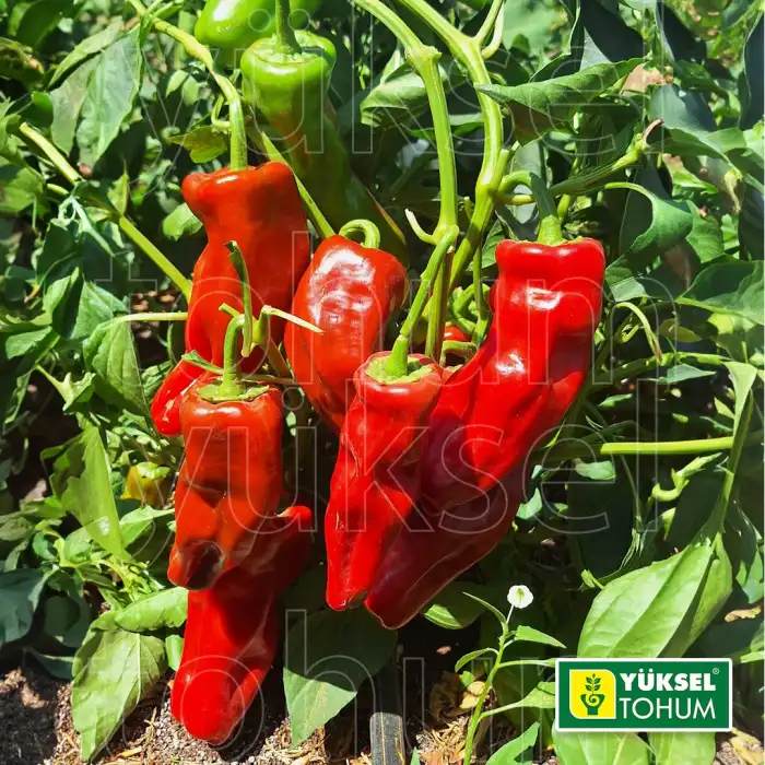 Çözüm F1 Acı Üçburun Biber Fidesi