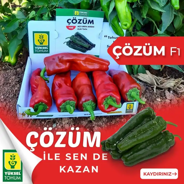 Çözüm F1 Acı Üçburun Biber Fidesi