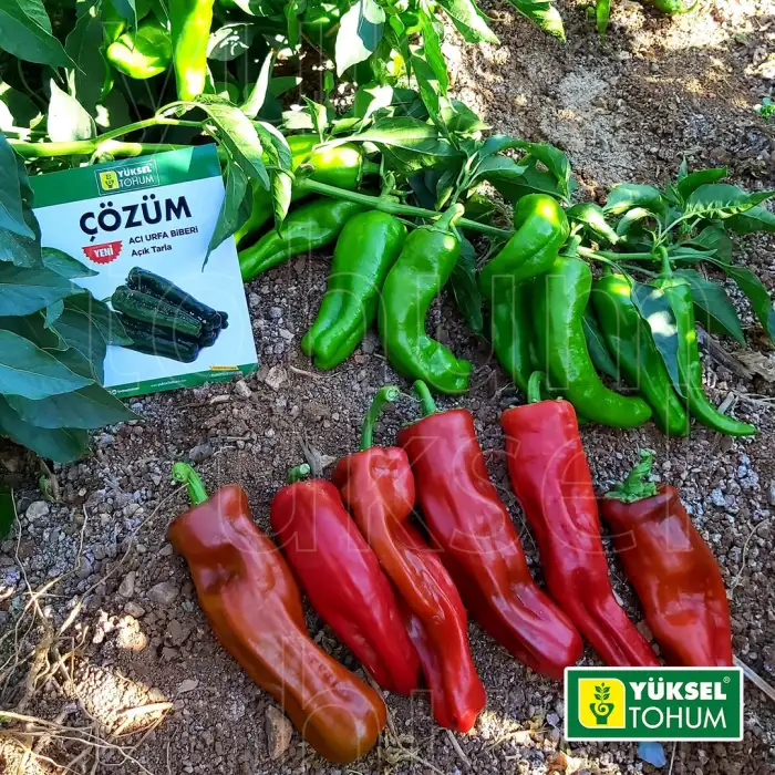 Çözüm F1 Acı Üçburun Biber Fidesi