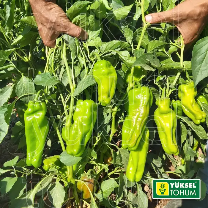Çözüm F1 Acı Üçburun Biber Fidesi