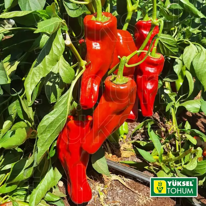 Çözüm F1 Acı Üçburun Biber Fidesi