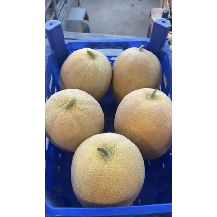 Duble F1 Kavun Fidesi