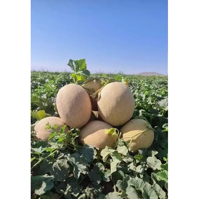 Duble F1 Kavun Fidesi