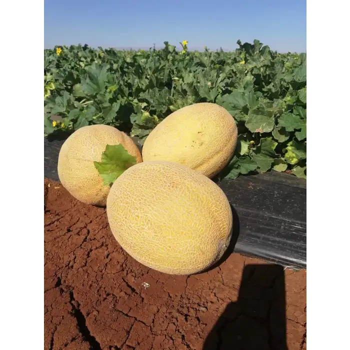 Duble F1 Kavun Fidesi