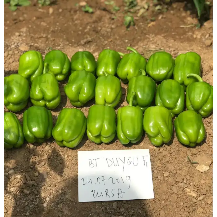 Duygu F1 Dolma Biber Fidesi