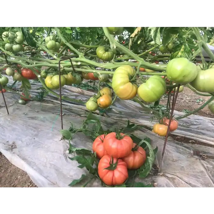 Ergen F1 Dilimli Pembe Köy Tipi Domates Fidesi