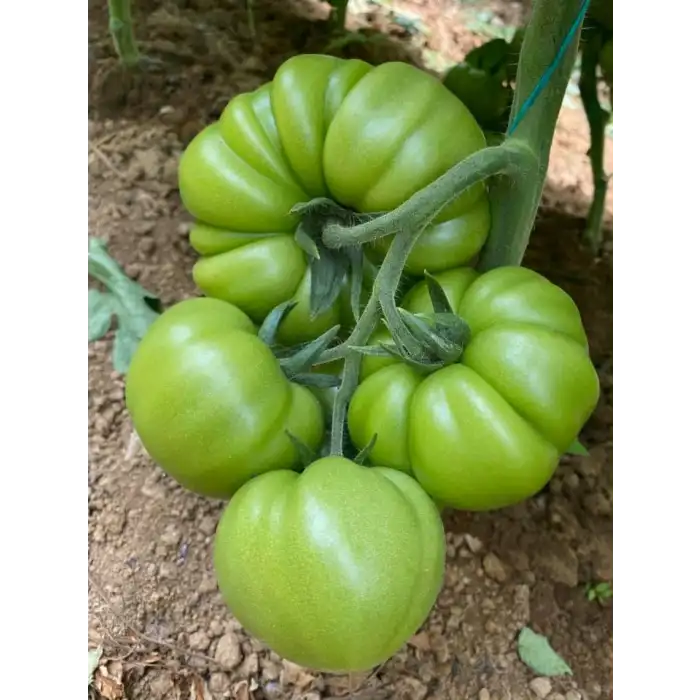 Ergen F1 Dilimli Pembe Köy Tipi Domates Fidesi