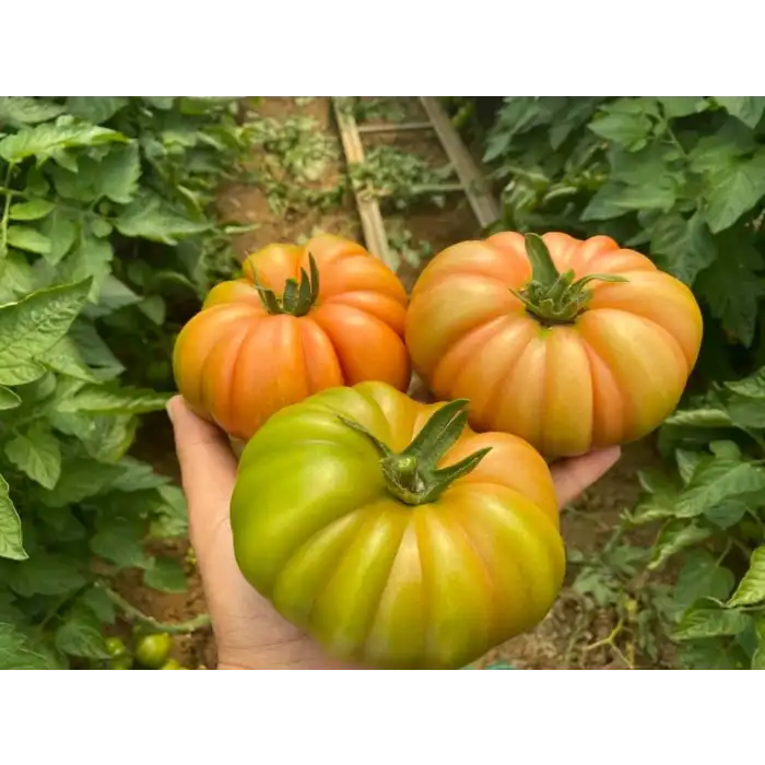 Ergen F1 Dilimli Pembe Köy Tipi Domates Fidesi