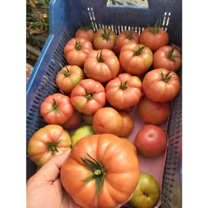 Ergen F1 Dilimli Pembe Köy Tipi Domates Fidesi