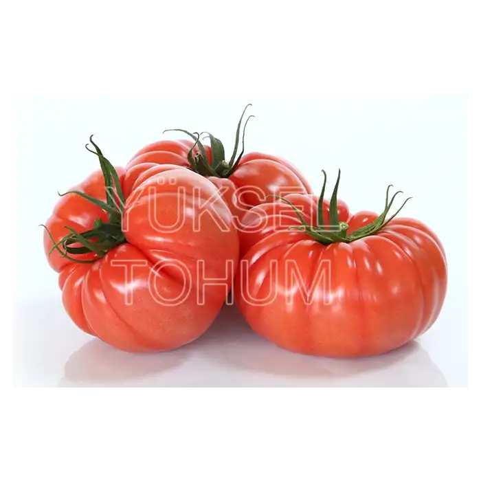 Ergen F1 Dilimli Pembe Köy Tipi Domates Fidesi