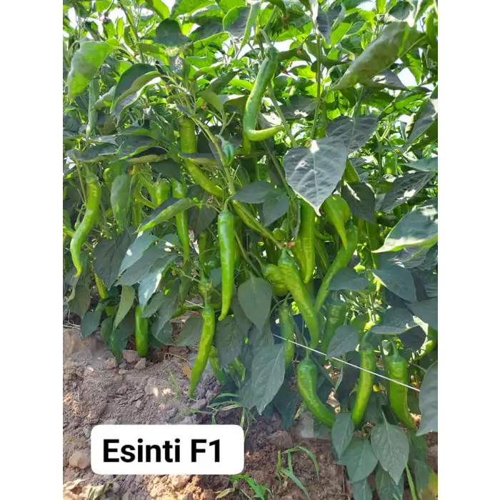 Esinti F1 Tatlı Sivri Biber Fidesi