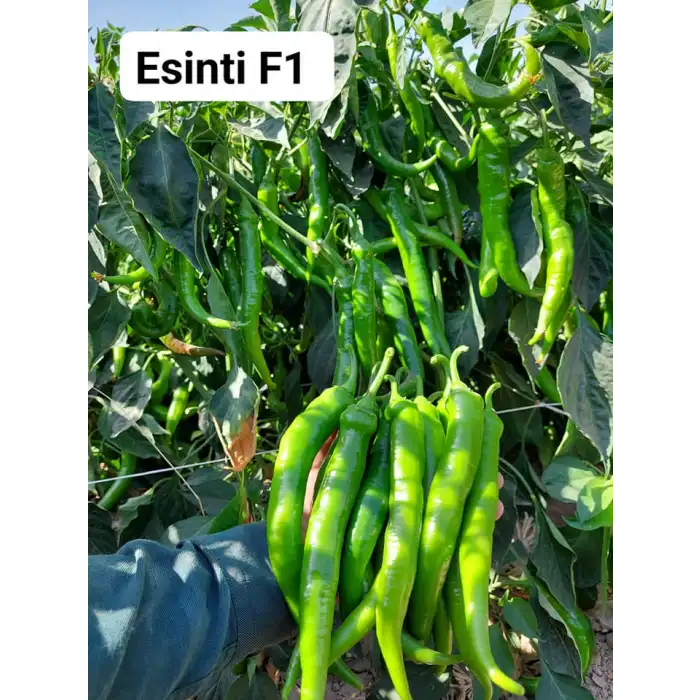 Esinti F1 Tatlı Sivri Biber Fidesi