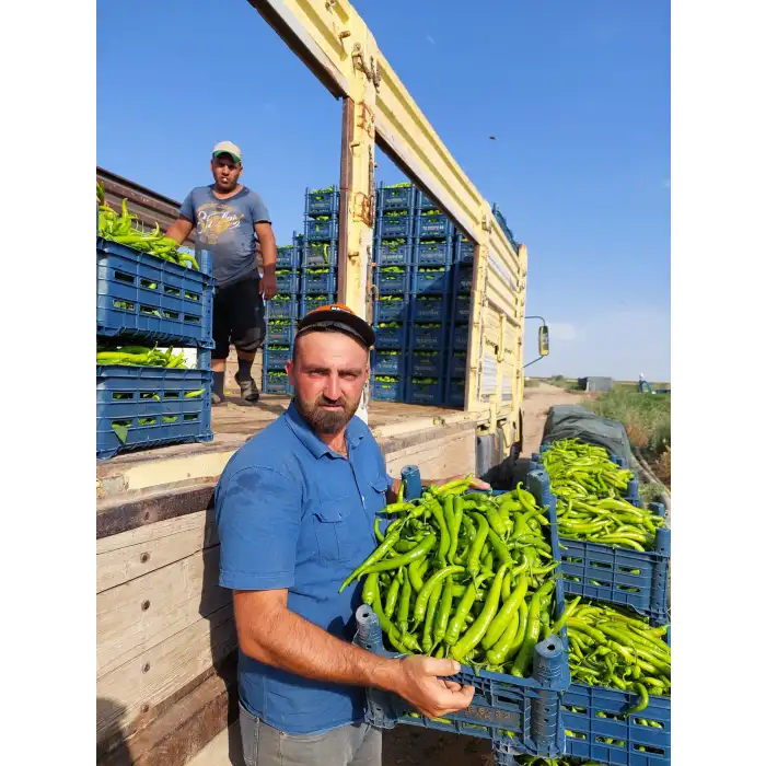 Esinti F1 Tatlı Sivri Biber Fidesi