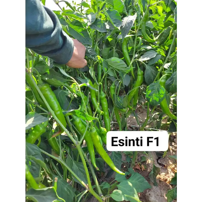 Esinti F1 Tatlı Sivri Biber Fidesi