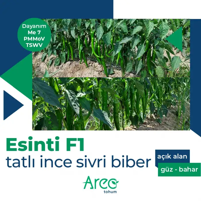 Esinti F1 Tatlı Sivri Biber Fidesi