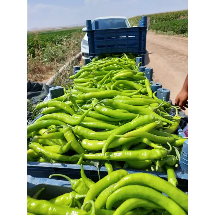 Esinti F1 Tatlı Sivri Biber Fidesi