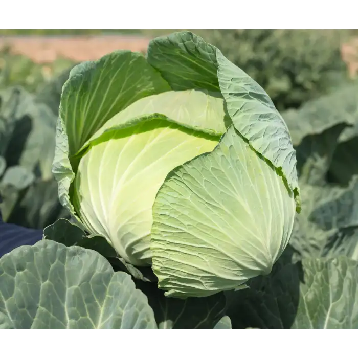 Fieldglory F1 Beyaz Lahana Fidesi