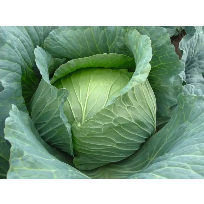 Fieldglory F1 Beyaz Lahana Fidesi