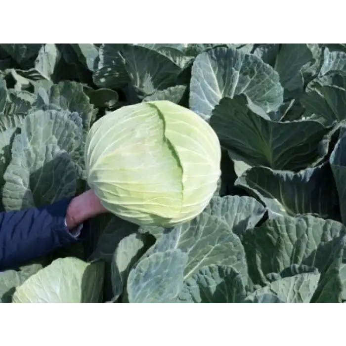 Fieldglory F1 Beyaz Lahana Fidesi