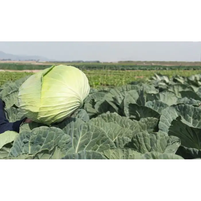 Fieldglory F1 Beyaz Lahana Fidesi