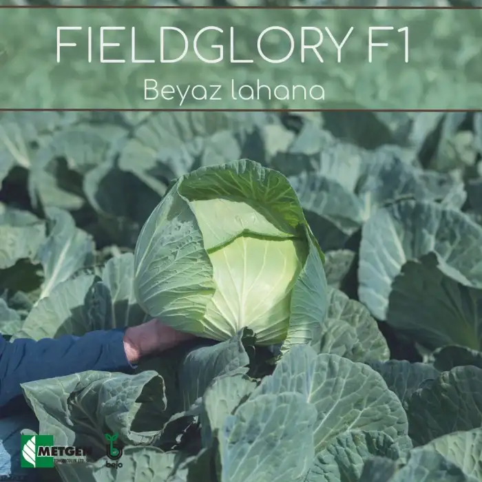 Fieldglory F1 Beyaz Lahana Fidesi