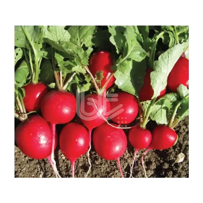 Fındık Turp Tohumu