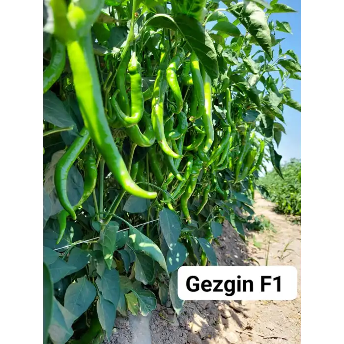 Gezgin F1 Acı Sivri Biber Fidesi