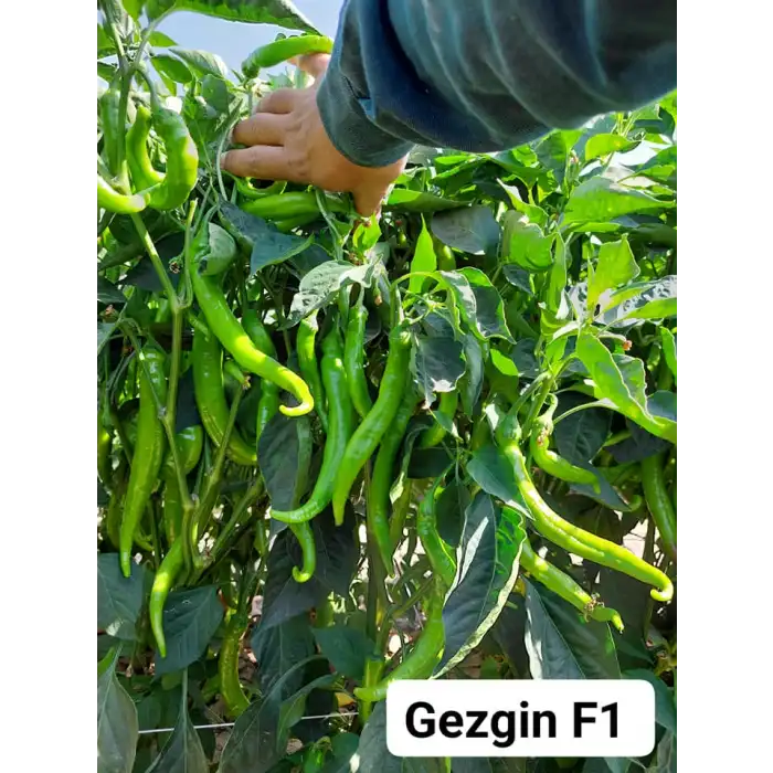 Gezgin F1 Acı Sivri Biber Fidesi
