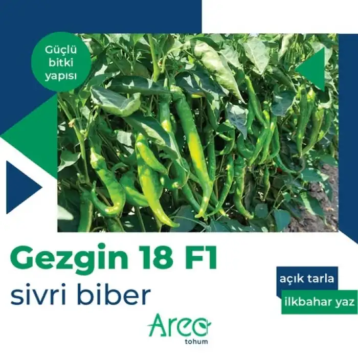 Gezgin F1 Acı Sivri Biber Fidesi