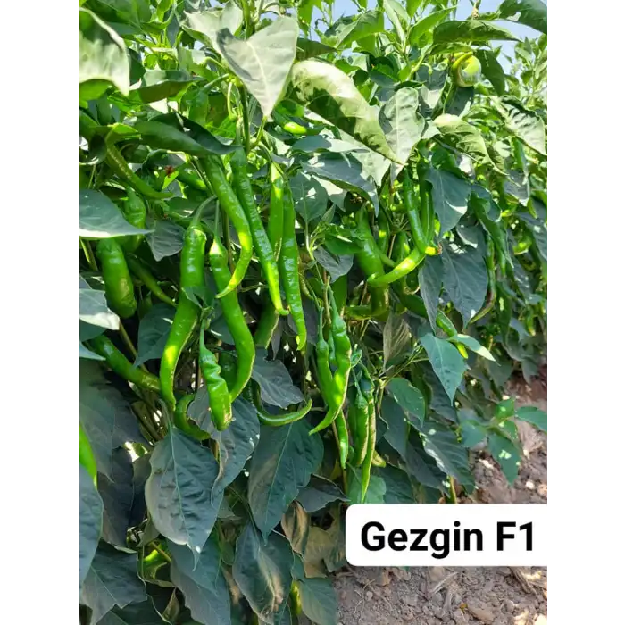 Gezgin F1 Acı Sivri Biber Fidesi