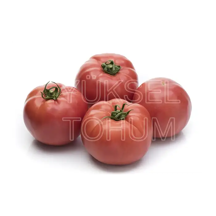 Gülçin F1 Oturak Pembe Domates Fidesi