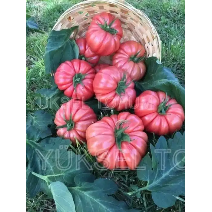 Gülköy F1 Dilimli Pembe Köy Domates Fidesi