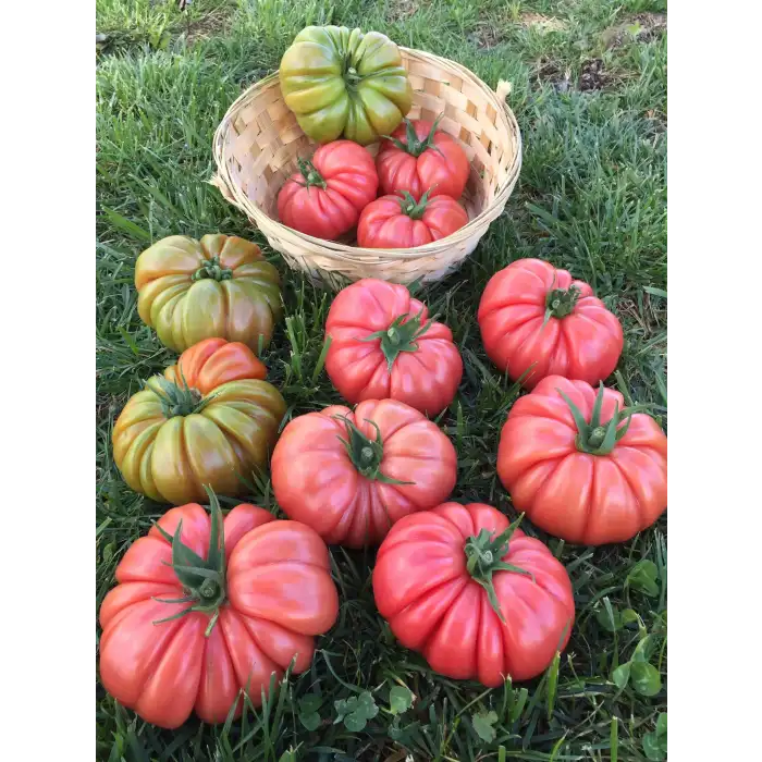 Gülköy F1 Dilimli Pembe Köy Domates Fidesi