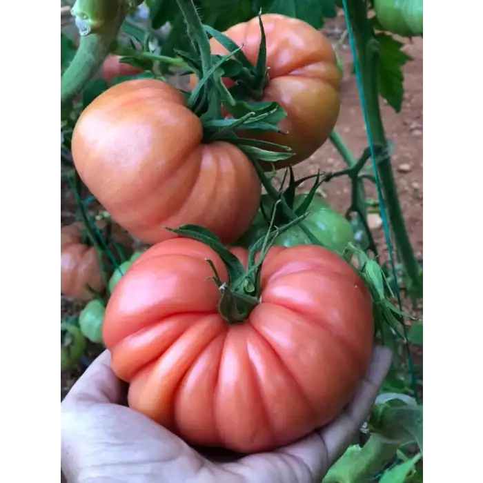 Gülköy F1 Dilimli Pembe Köy Domates Fidesi