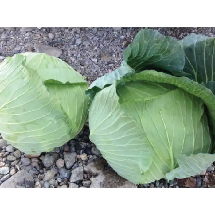 Gunma F1 Beyaz Lahana Fidesi